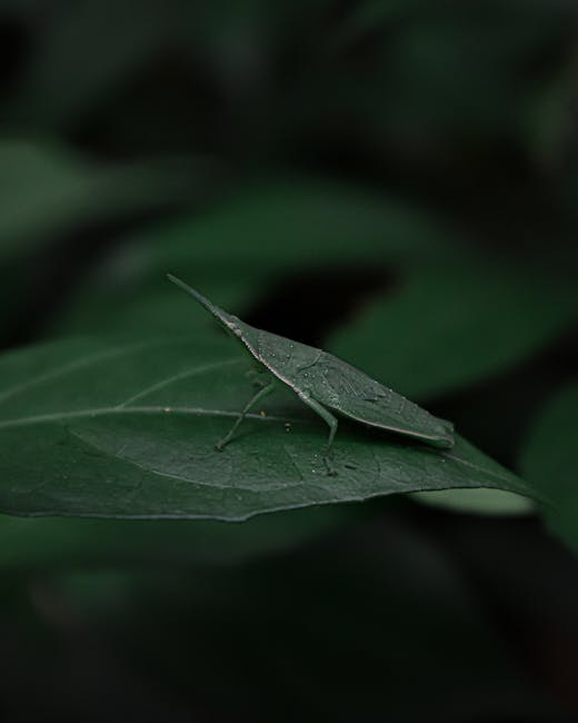 Close-up of a green leaf with a small green insect, possibly a katydid, perched on its surface. The leaf has a smooth texture with visible veins and is slightly glossy, reflecting some light. The inse