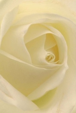 This intimate floral portrait showcases the soul of a rose, its creamy, almost translucent petals swirling inward in graceful harmony-a hallmark of the artistry found in Somers Town. Gentle cream and ivory shades are diffused by soft, even light, reminiscent of a tranquil morning in one of the neighbourhood's hidden courtyards. Each petal invites a tactile imagining, velvet-soft and delicate against the skin. Subtle shadows play between the curves, lending hypnotic depth and capturing a moment of quiet anticipation-like the hush before a family celebration on Chalton Street. The rose's elegant simplicity makes it a fitting expression for anniversaries, gentle condolences, or a bouquet delivered with loving intent through Somers Town. You might almost sense its understated perfume, infusing the air with comfort and grace-a testament to the thoughtful craft of local florists bringing meaning to every arrangement.