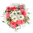 This bouquet captures the rejuvenating spirit of Somers Town, crafted with precision and heart by local floral experts. In the center, cheerful daisies with snowy petals and lime centers radiate joy beneath natural light, cradled by ruffled coral-pink carnations whose softness invites closer touch. Sprigs of white gypsophila dance amidst the ensemble, adding a gentle, airy grace reminiscent of the quiet mornings in nearby Polygon Road gardens. Hints of purple and blush alstroemeria buds peek out, reflecting the subtle sophistication woven through the community. Eucalyptus and glossy dark foliage ground the design, offering a soothing matte contrast and a fresh, slightly woody scent evocative of local London parkland. This bouquet, with its harmonious shape and luminous palette, suits any celebration or kind sentiment-be it a birthday greeting on Euston Road, a get-well surprise for St. Pancras Hospital, or a gesture of everyday kindness. Each element is arranged with expertise that speaks to the heart of Somers Town's neighbourhood florists, conveying warmth, gratitude, and the joy of being part of a close-knit local story.